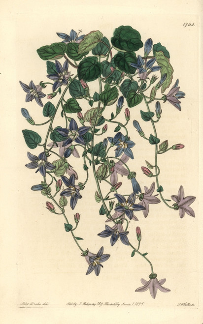 Adriatic Bellflower  Campanula Garganica Poster Print By ® Florilegius / Mary Evans - Item # VARMEL10935295 Adriatic Bellflower  Campanula Garganica Poster Print By ® Florilegius / Mary Evans - Item # VARMEL10935295
