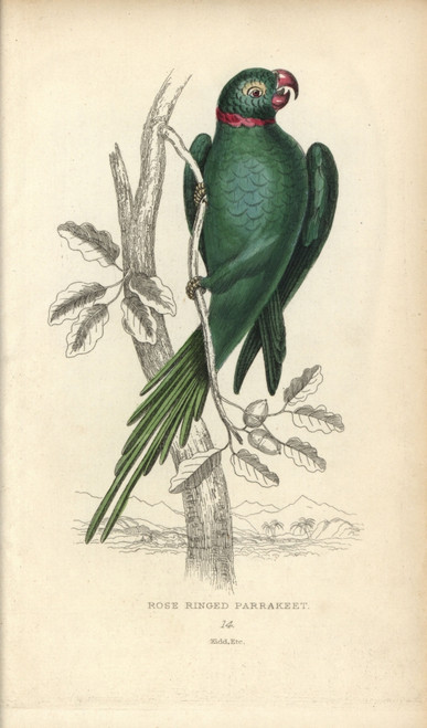 Rose-Ringed Parakeet  Psittacula Torquatus Poster Print By ® Florilegius / Mary Evans - Item # VARMEL10939088