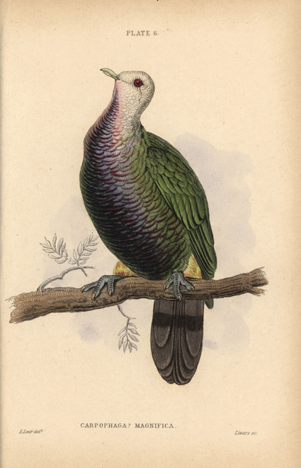 Wompoo Fruit Dove  Ptilinopus Magnificus  Nativeà Poster Print By ® Florilegius / Mary Evans - Item # VARMEL10938850