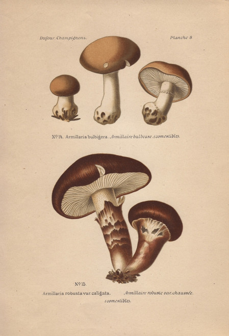 Honey Fungus  Armillaria Bulbigera And A Robusta Poster Print By ® Florilegius / Mary Evans - Item # VARMEL10936437