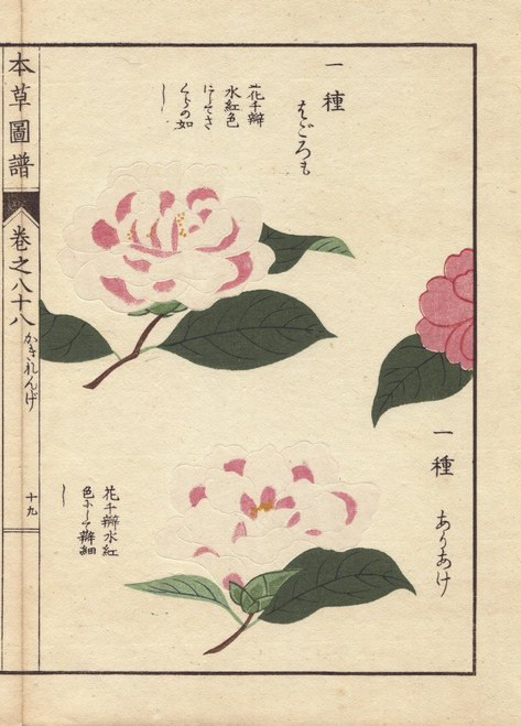 Pink And White Camellias  Ariake And Hagoromoà Poster Print By ® Florilegius / Mary Evans - Item # VARMEL10938638