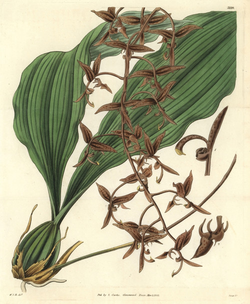 Dark-Flowered Gongoria  Gongoria Atropurpurea Poster Print By ® Florilegius / Mary Evans - Item # VARMEL10934979