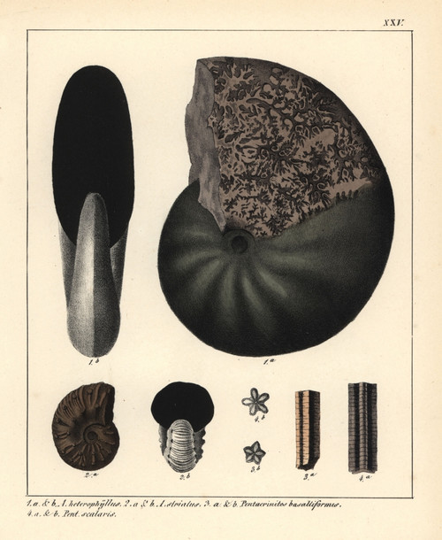 Extinct Fossil Ammonites Poster Print By ® Florilegius / Mary Evans - Item # VARMEL10941101