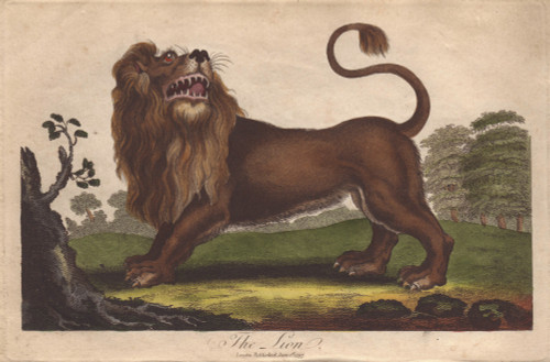 Lion  Panthera Leo Poster Print By ® Florilegius / Mary Evans - Item # VARMEL10941211