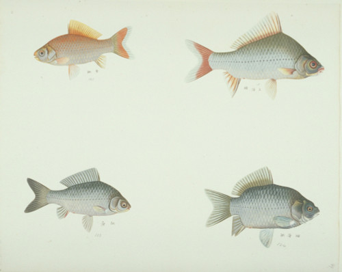 Ls Plate 170 From The John Reeves Collection Poster Print By Mary Evans / Natural History Museum - Item # VARMEL10707419