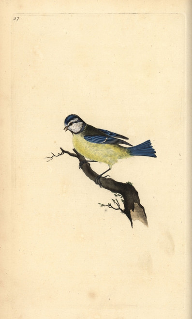 Blue Tit  Cyanistes Caeruleus Poster Print By ® Florilegius / Mary Evans - Item # VARMEL10936369