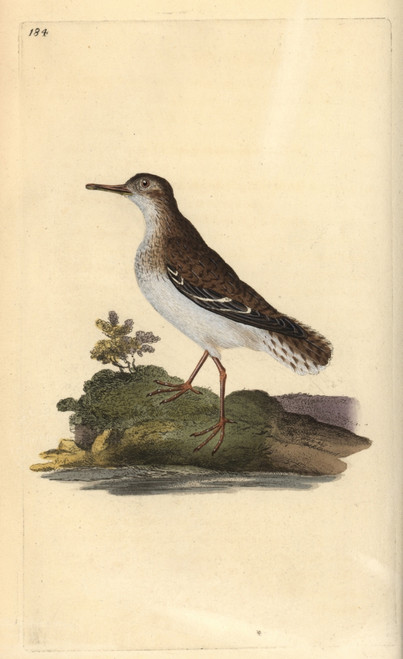 Spotted Sandpiper  Actitis Macularia Poster Print By ® Florilegius / Mary Evans - Item # VARMEL10936301