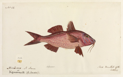 Red Mullet By Robert Neill Poster Print By Mary Evans / Natural History Museum - Item # VARMEL10716179