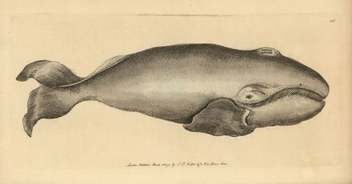 Bowhead Whale  Balaena Mysticetus Endangered Species Poster Print By ® Florilegius / Mary Evans - Item # VARMEL10940258