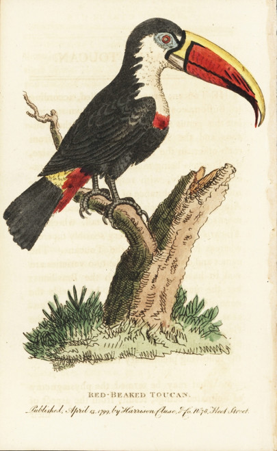 White Throated Toucan  Ramphastos Tucanos Poster Print By ® Florilegius / Mary Evans - Item # VARMEL10937954
