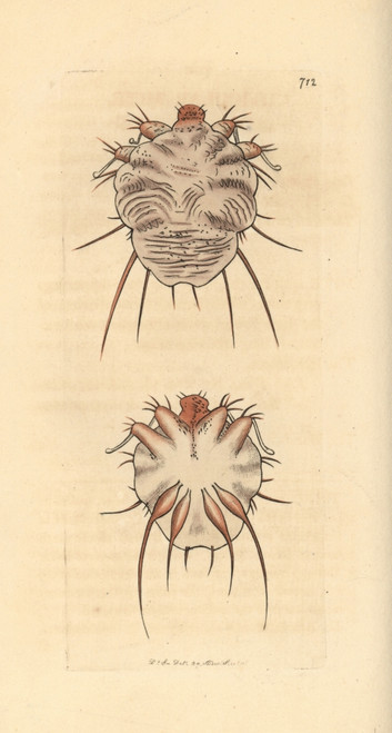 Cuticular Mite  Acarus Exulcerans Poster Print By ® Florilegius / Mary Evans - Item # VARMEL10940736