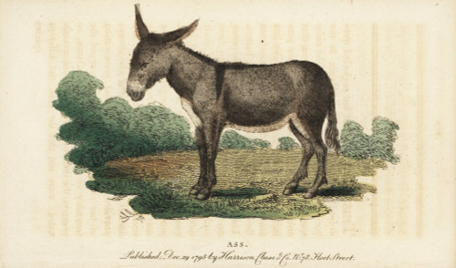Ass Or Donkey  Equus Africanus Asinus Poster Print By ® Florilegius / Mary Evans - Item # VARMEL10937903