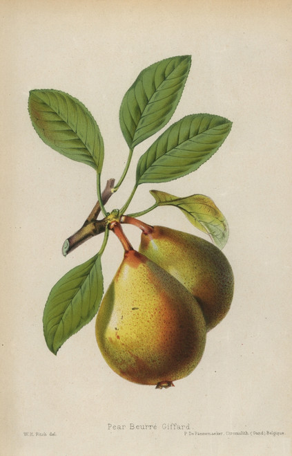 Pear Cultivar  Beurre Giffard  Pyrus Communis Poster Print By ® Florilegius / Mary Evans - Item # VARMEL10936655