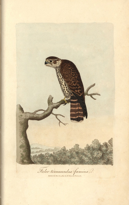 Kestrel  Falco Tinnunculus Poster Print By ® Florilegius / Mary Evans - Item # VARMEL10937393