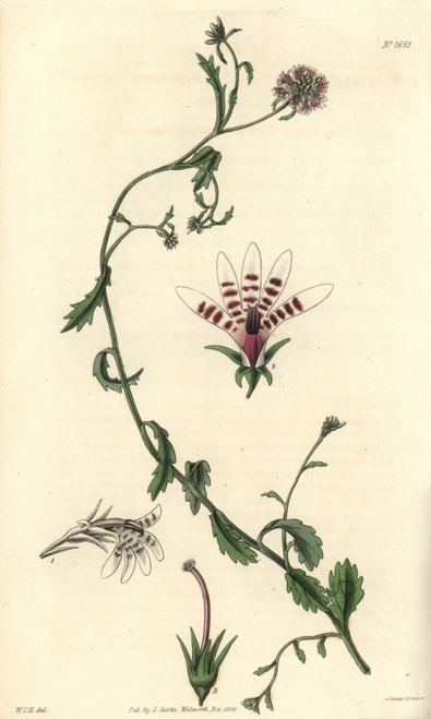 Corymbose African Lobelia  Lobelia Corymbosaà Poster Print By ® Florilegius / Mary Evans - Item # VARMEL10934439