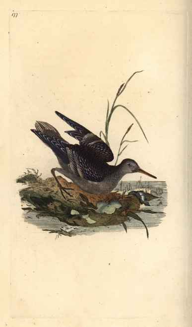 Purple Sandpiper  Calidris Maritima Poster Print By ® Florilegius / Mary Evans - Item # VARMEL10936294