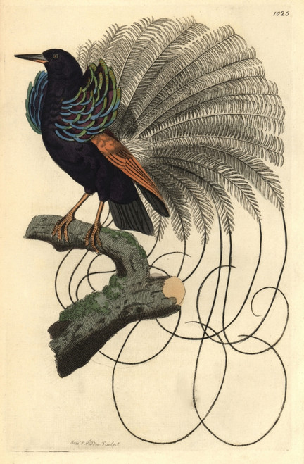 Le Nebuleux Bird Of Paradise  Paradisea Nigricans Poster Print By ® Florilegius / Mary Evans - Item # VARMEL10940226