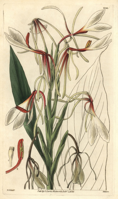 Hedychium Acuminatum Poster Print By ® Florilegius / Mary Evans - Item # VARMEL10934941