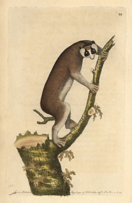Slow-Paced Lemur Or Red Slender Loris  Loris Tardigradus Poster Print By ® Florilegius / Mary Evans - Item # VARMEL10940415
