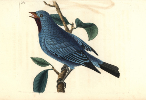 Plum-Throated Cotinga  Cotinga Maynana Poster Print By ® Florilegius / Mary Evans - Item # VARMEL10940789