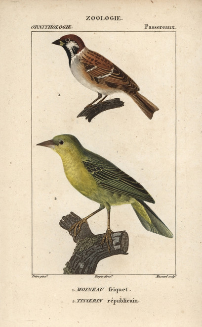 Tree Sparrow  Passer Montanus  And Villageà Poster Print By ® Florilegius / Mary Evans - Item # VARMEL10938920