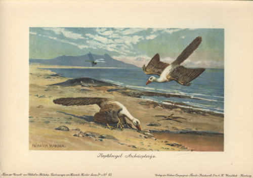 Two Archeopteryx Foraging On The Shore Poster Print By ® Florilegius / Mary Evans - Item # VARMEL10937687
