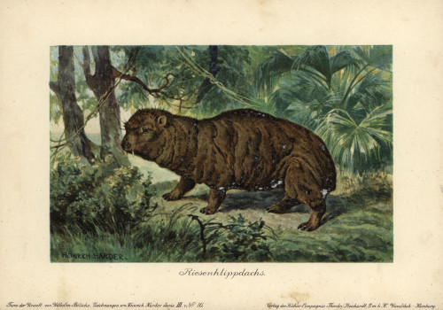 Giant Hyrax  Riesenklippdachs  Extinct Ancestorà Poster Print By ® Florilegius / Mary Evans - Item # VARMEL10937721