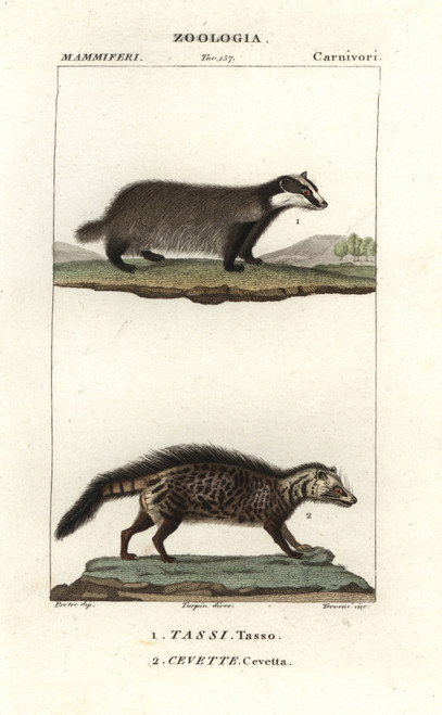 European Badger  Meles Meles  And Civet  Civettictisà Poster Print By ® Florilegius / Mary Evans - Item # VARMEL10936111