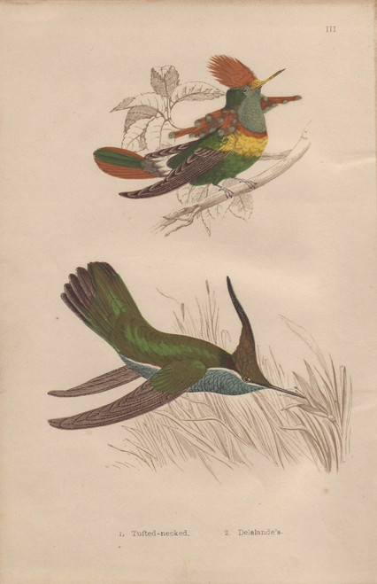 Tufted-Necked Hummingbird  Trochilus Ornatusà Poster Print By ® Florilegius / Mary Evans - Item # VARMEL10934442