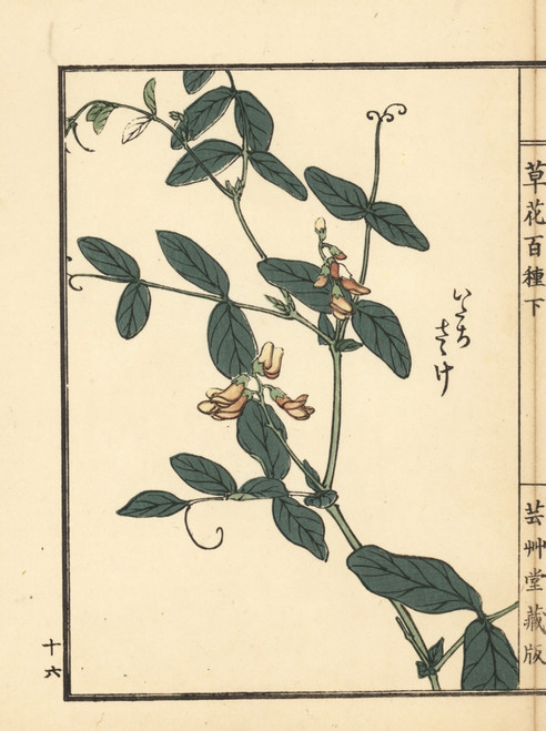 Itachi Sasage  Lathyrus Davidii Poster Print By ® Florilegius / Mary Evans - Item # VARMEL10938774