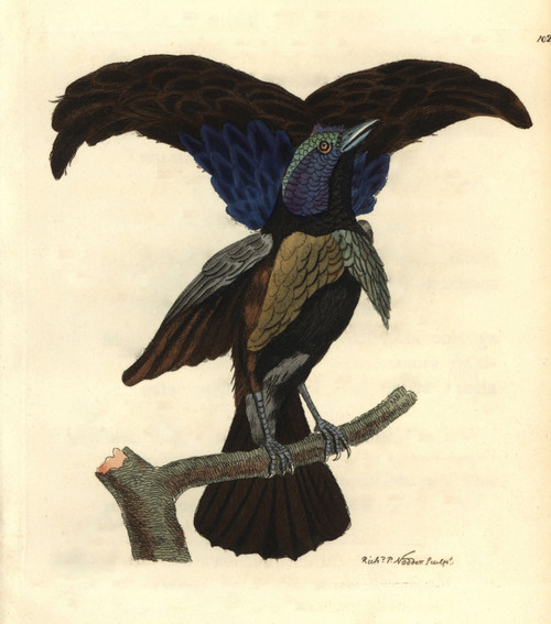 Superb Bird-Of-Paradise  Lophorina Superba Poster Print By ® Florilegius / Mary Evans - Item # VARMEL10940570