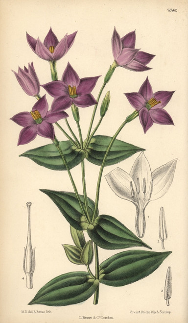 Chironia Peduncularis  Purple Flower Native To South Africa Poster Print By ® Florilegius / Mary Evans - Item # VARMEL10935122