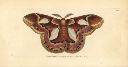 Rothschild Moth  Rothschildia Erycina Poster Print By ® Florilegius / Mary Evans - Item # VARMEL10940354