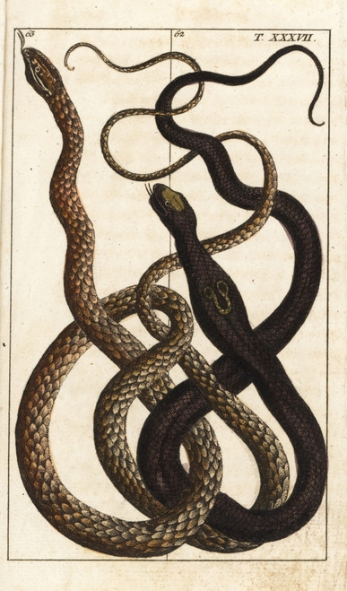 Indian Cobra And Malayan Vine Snake Poster Print By ® Florilegius / Mary Evans - Item # VARMEL10941757 Indian Cobra And Malayan Vine Snake Poster Print By ® Florilegius / Mary Evans - Item # VARMEL10941757