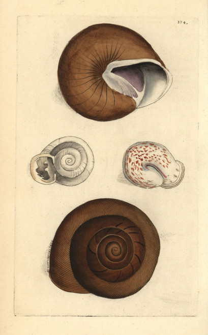 Ringent Snail And Lamp Snail  Helix Ringensà Poster Print By ® Florilegius / Mary Evans - Item # VARMEL10940499