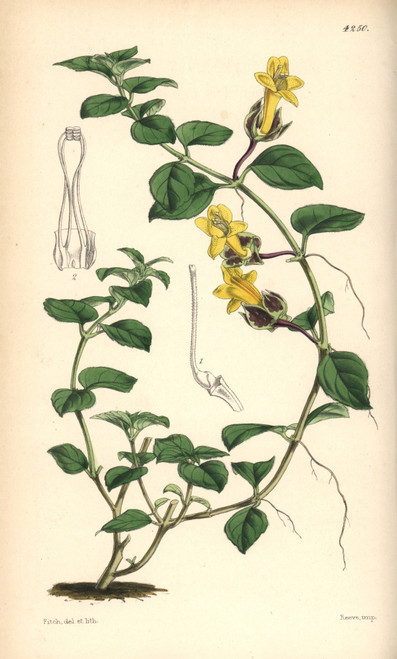 Creeping Alloplectus  Alloplectus Repens Poster Print By ® Florilegius / Mary Evans - Item # VARMEL10935064 Creeping Alloplectus  Alloplectus Repens Poster Print By ® Florilegius / Mary Evans - Item # VARMEL10935064