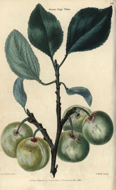 Fruit And Leaves Of The Greengage Plum  Prunusà Poster Print By ® Florilegius / Mary Evans - Item # VARMEL10939385