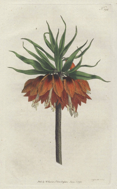 Crown Imperial  Fritillaria Imperialis Poster Print By ® Florilegius / Mary Evans - Item # VARMEL10934867