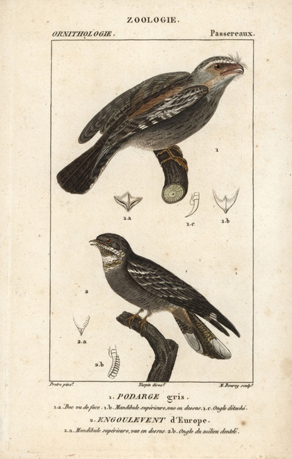 Tawny Frogmouth  Podargus Strigoides  And Europeanà Poster Print By ® Florilegius / Mary Evans - Item # VARMEL10938897