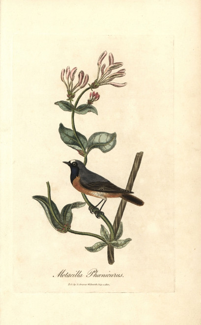Redstart  Phoenicurus Phoenicurus On A Honeysuckleà Poster Print By ® Florilegius / Mary Evans - Item # VARMEL10937410
