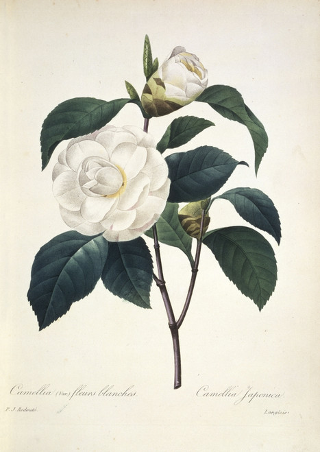 Camellia Japonica  Camellia Poster Print By Mary Evans / Natural History Museum - Item # VARMEL10704931