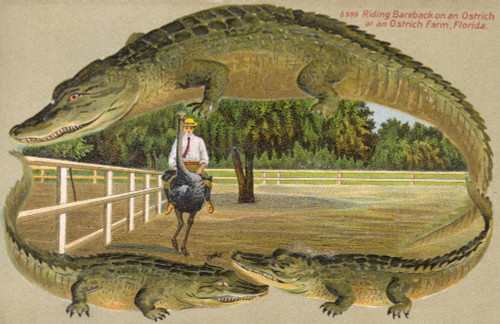 Riding An Ostrich - Florida Ostrich Farm  Usa Poster Print By Mary Evans / Grenville Collins Postcard Collection - Item # VARMEL10487102