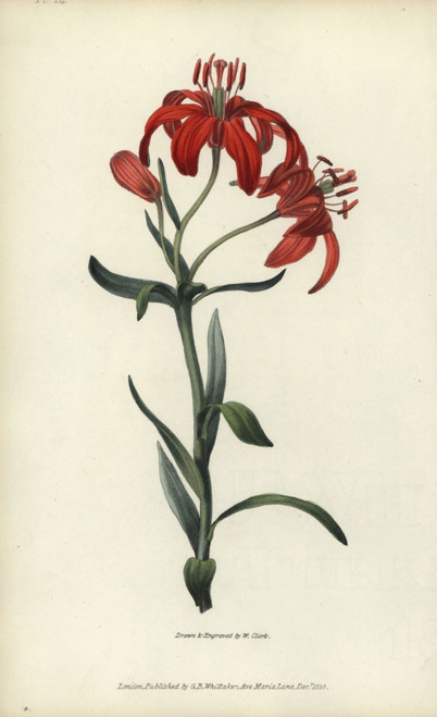 Morning Star Lily  Lilium Concolor Poster Print By ® Florilegius / Mary Evans - Item # VARMEL10936735