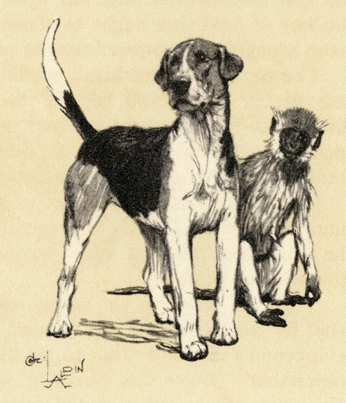 Illustration By Cecil Aldin  Foxhound And Monkey Poster Print By Mary Evans Picture Library - Item # VARMEL10980264