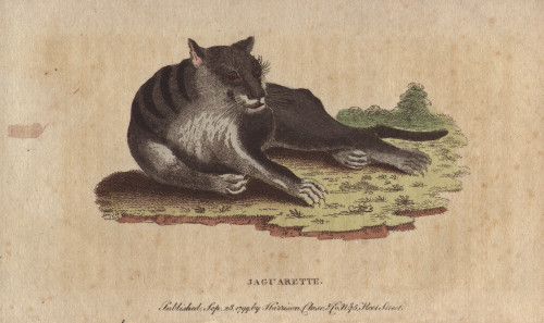 Jaguarette Or Black Cougar  Panthera Species Poster Print By ® Florilegius / Mary Evans - Item # VARMEL10940995