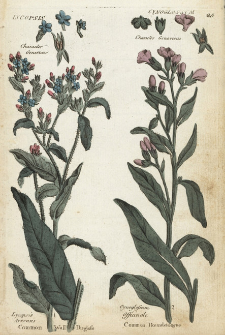Common Wall Bugloss And Houndstongue Poster Print By ® Florilegius / Mary Evans - Item # VARMEL10935942