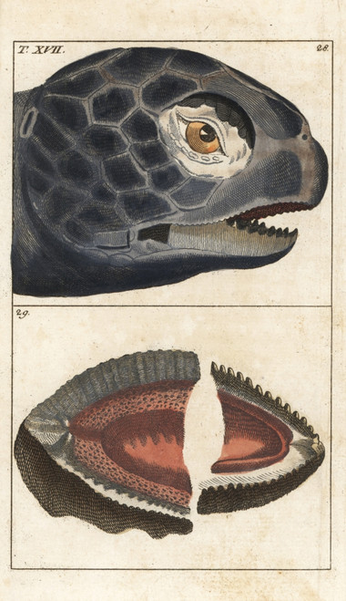 Leatherback Sea Turtle  Dermochelys Coriaceaà Poster Print By ® Florilegius / Mary Evans - Item # VARMEL10941735