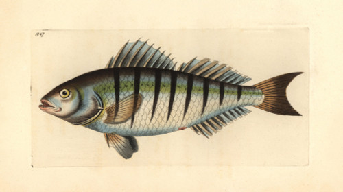 Barred Grunt  Conodon Nobilis Poster Print By ® Florilegius / Mary Evans - Item # VARMEL10940595