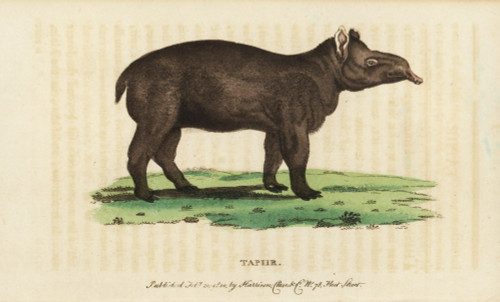 Tapir  Tapirus Terrestris Vulnerable Poster Print By ® Florilegius / Mary Evans - Item # VARMEL10937918