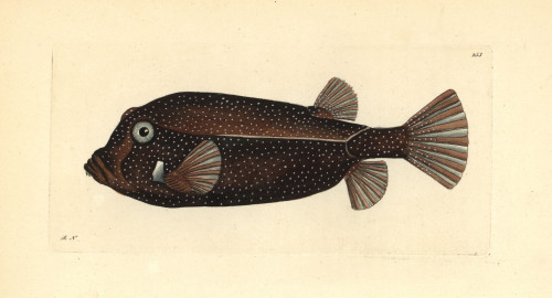 White-Spotted Boxfish  Ostracion Meleagris Poster Print By ® Florilegius / Mary Evans - Item # VARMEL10940378